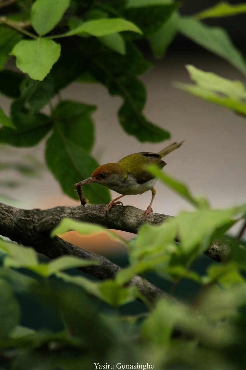 Common Tailorbird